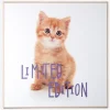Billede kitten - Limited edition