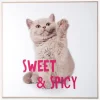 Billede kitten - Sweet & spicy
