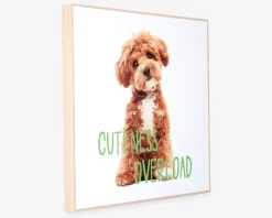 Billede puppy - Cuteness overload