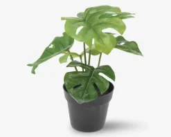 Grøn Plante I Potte Ass H.24 cm