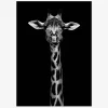 Plakat Giraf