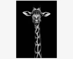 Plakat Giraf