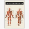 Plakat Muskulatur