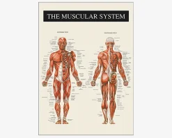 Plakat Muskulatur