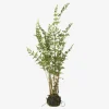 Plante Bambus M.Rod H.90cm