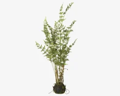 Plante Bambus M.Rod H.90cm